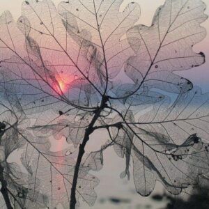 La tenue luce di un sole rosato si intravede dietro le venature di alcune foglie grigie e trasparenti (foto di Michelle Fregni).
